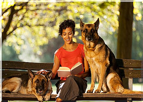 The best way to educate a German Shepherd