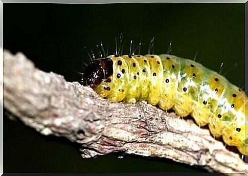 The caterpillar: varieties and species