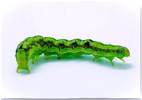 The green caterpillar