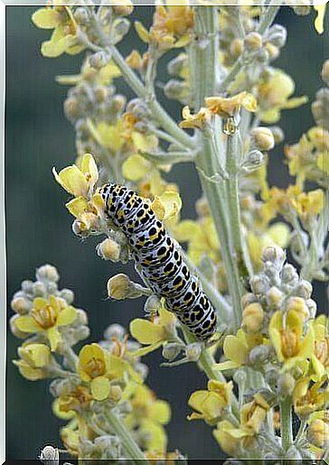 The gray caterpillar