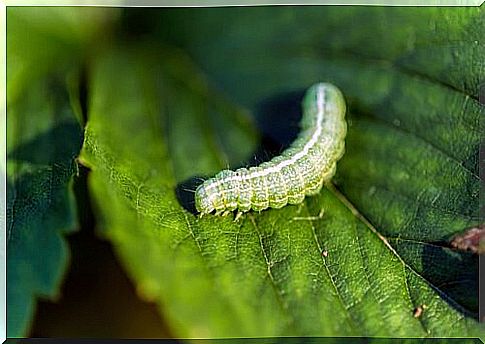 The cabbage caterpillar