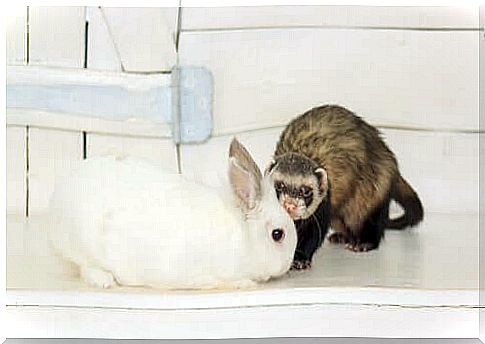 The molt into rabbits and ferrets: how does it happen?