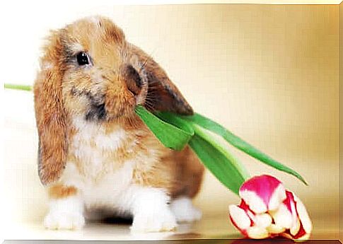 Rabbit with flower in the mouth.