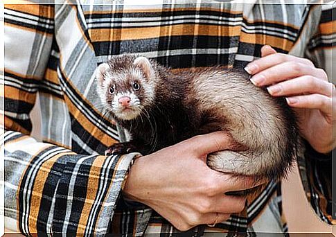 Ferret allergy.