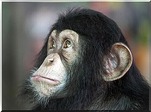 the human expression of a young chimpanzee