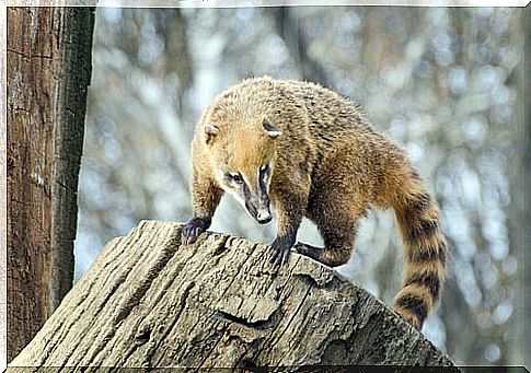 The coati, a nice animal with a long nose