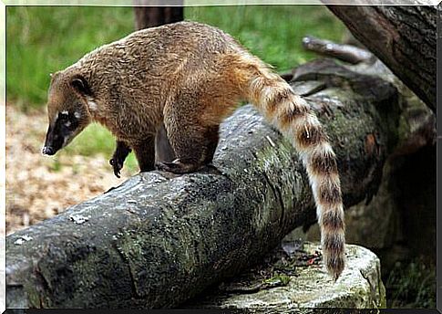 Coati walks among some woods