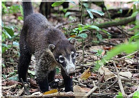 Coati hunting for insects in the forest