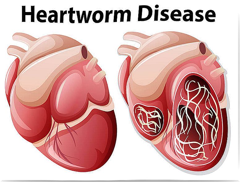 insect bites can transmit heartworm disease in your dog