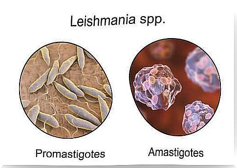 leishmaniasis is transmitted through insect bites