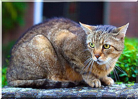 The different personalities of the cat