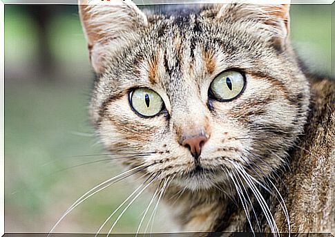 eyes and muzzle of a cat