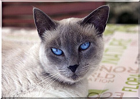 Siamese cat