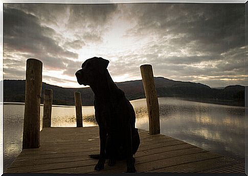 dog-labrador