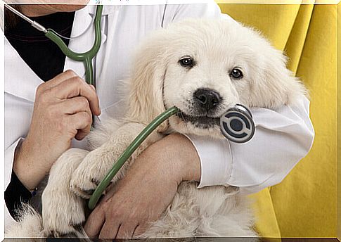 Dogs and the vet