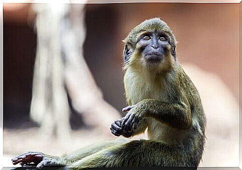 The dwarf vervet: characteristics and habitat