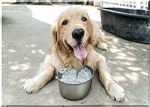 The effect of cold water on dogs: is it good or bad?