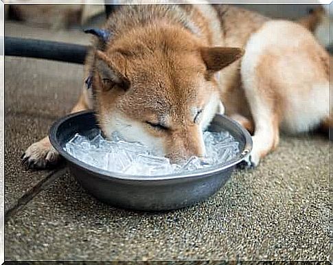 dog drinks ice