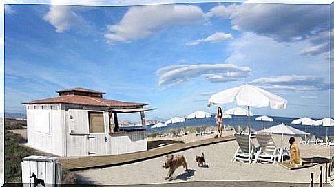 The first dog kiosk on the beach is born