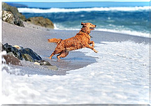 dog-runs-on-the-beach