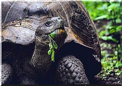 The giant tortoise of the Galapagos Islands