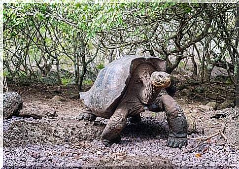 Giant Galapagos Tortoise.