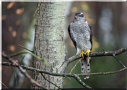 The goshawk: characteristics, behavior and habitat