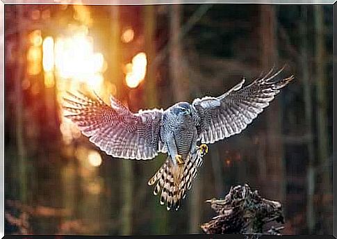 Goshawk about to land on a branch