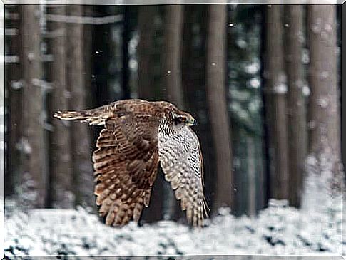 Bird of prey flying in a wood