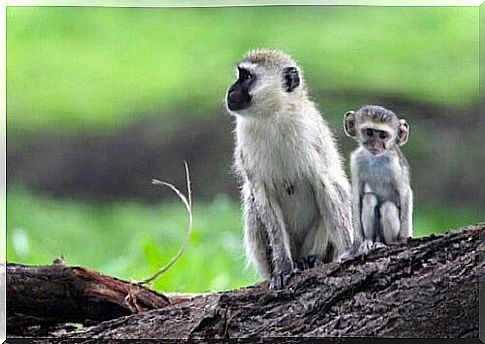 A green vervet with her cub