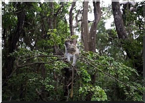 The green vervet on the branch