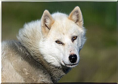 The Greenlander, an energetic and loyal dog