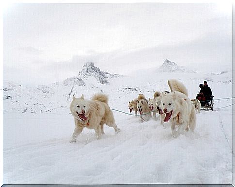 a group of Greenland dogs pull the sled