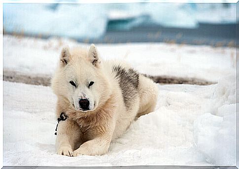 a Greenlander lying in the snow