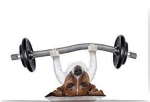 Dog weights