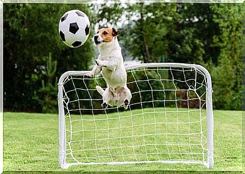 Dog playing soccer