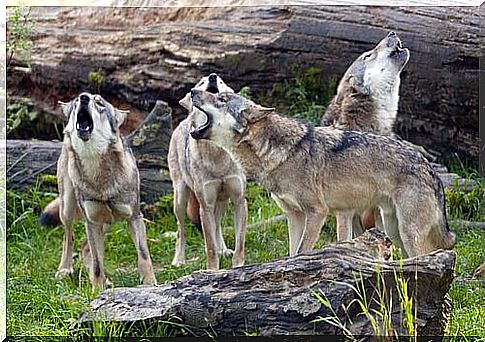 A pack of wolves howling together