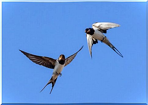 The legend of the swallows and the thorns of Christ