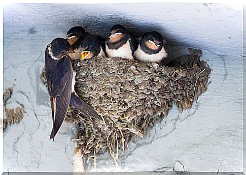 swallows nest