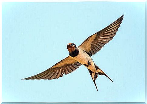 swallow flying