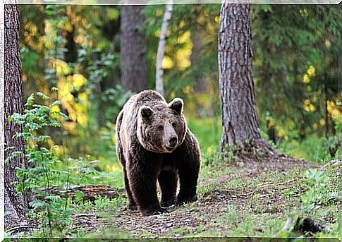 The most beautiful bear species in the world