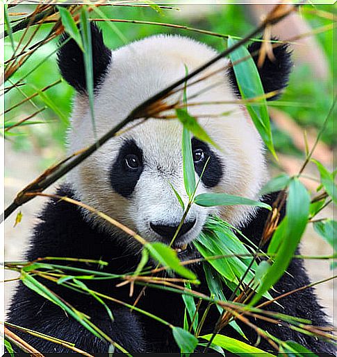 a panda eats by hiding among the bamboos