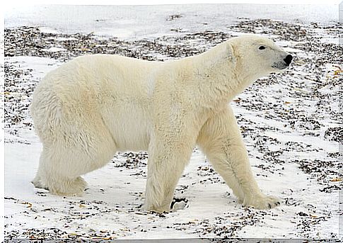 an adult polar bear in the snow