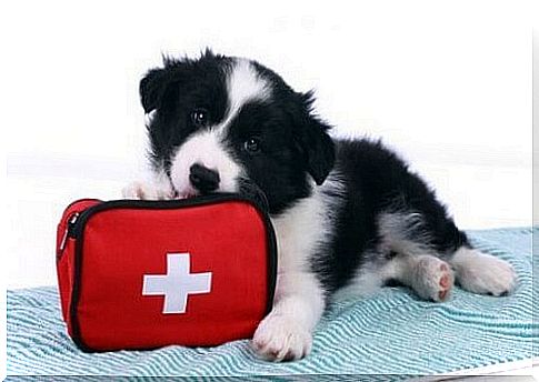 The most frequent accidents among pets