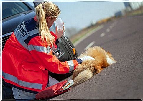 Woman rescues run over dog