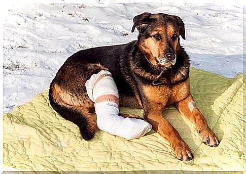 Fractures among the most frequent accidents in dogs