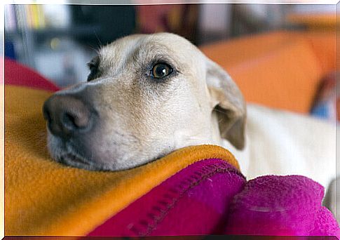 The most frequent eye disorders in dogs