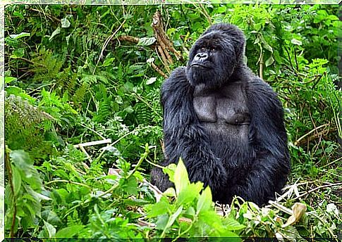 The mountain gorilla, a unique primate