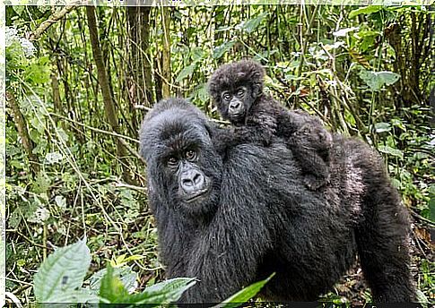 Mountain Gorilla mother with her baby on her back