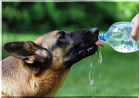 German shepherd-drinks-water-from-the-bottle